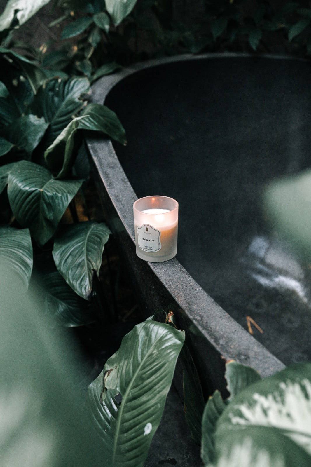 Lit Ollie & Co. soy candle with an even melt pool resting on a bathtub edge surrounded by greenery